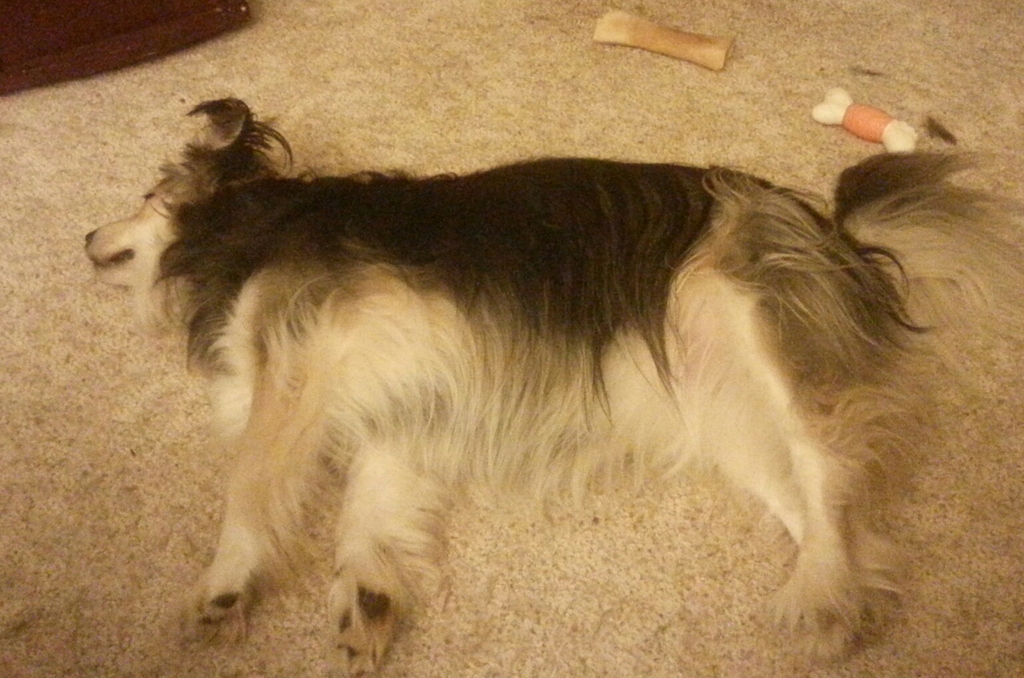 Bailey - September 2016